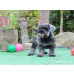 Schnauzer Miniatura (ano) Schnauzer Miniatura Macho J CASTRADO Sal e Pimenta Microchip Tajj Mahall  Lindssimol Curitiba Paran CURITIBA