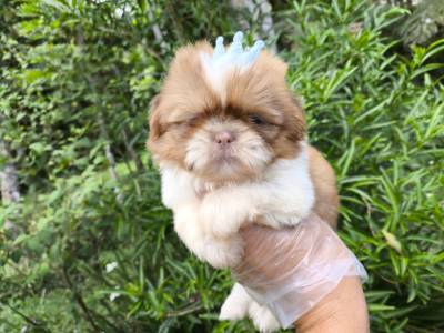 Maravilhosos Filhotes de Shih-tzu em Curitiba