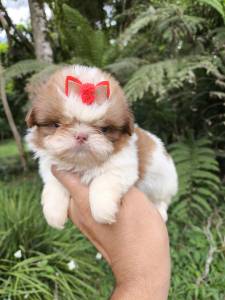 Maravilhosos Filhotes de Shih-tzu em Curitiba