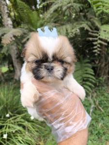 Maravilhosos Filhotes de Shih-tzu em Curitiba