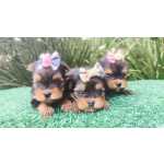 Yorkshire Terrier Filhotes de YORKSHIRE em Curitiba criao responsvel Paran Curitiba