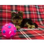 Yorkshire Terrier Filhote de Yorkshire Macho e Filhote de Yorkshire Fmea em So Caetano do Sul