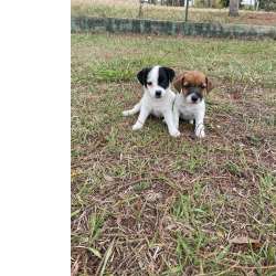 Jack Russel Terrier SABIA QUE AQUI O SEU JACK RUSSEL  CRIADO POR MDICA VETERINRIA