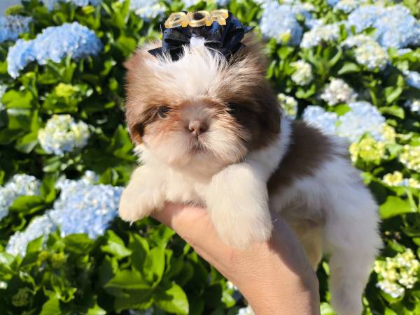 Filhotes de SHIH-TZU maravilhosos em Curitiba