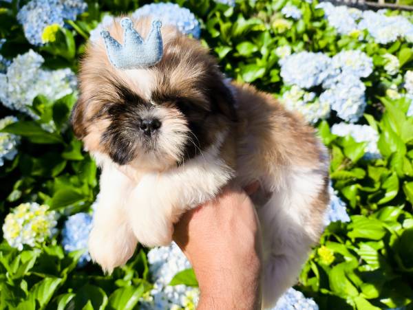 Filhotes de SHIH-TZU maravilhosos em Curitiba