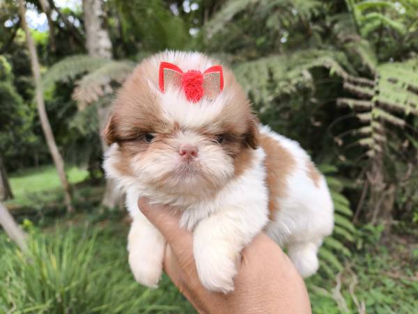 Filhotes de SHIH-TZU maravilhosos em Curitiba