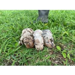 Dachshund TECKELS ARLEQUINS DE OLHOS AZUIS CRIADOS E ENTREGUES POR MDICA VETERINRIA VOC S ENCONTRA AQUI So Paulo So Paulo