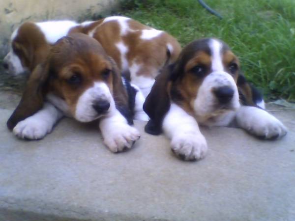 BASSET HOUND LINDOS FILHOTES