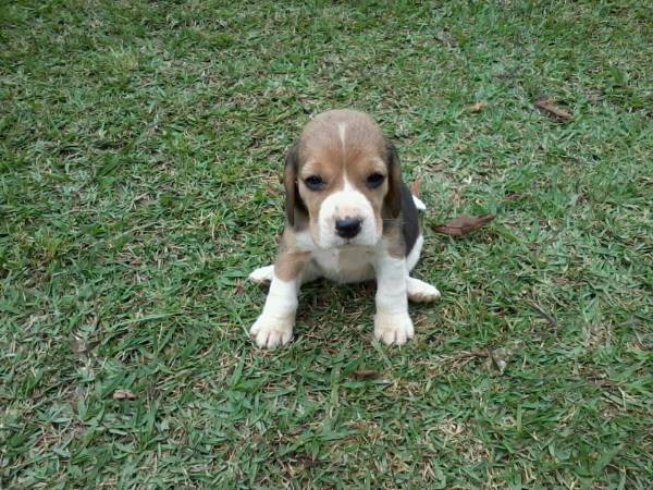 BEAGLE LINDOS FILHOTES