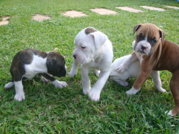 BOXER LINDOS FILHOTES