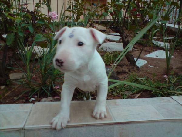 BULL TERRIER  LINDOS FILHOTES