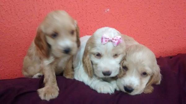 COCKER SPANIEL INGLSLINDOS FILHOTES