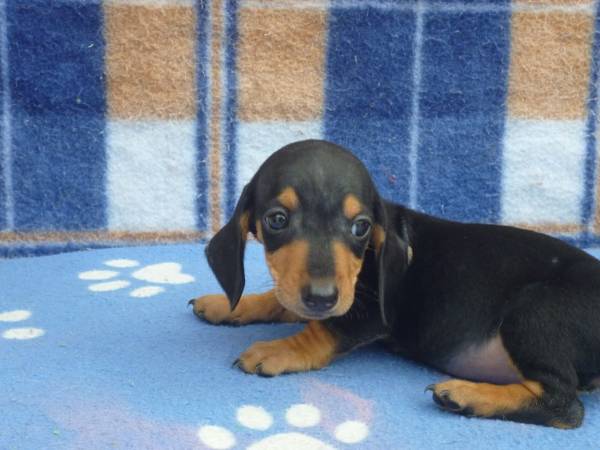 DACHSHUND ANO PRETO E CANELA LINDOS FILHOTES