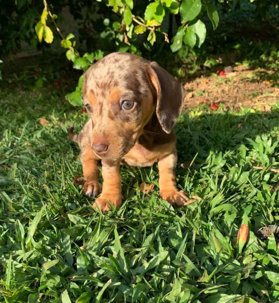 DACHSHUND CHOCOLATE LINDOS FILHOTES