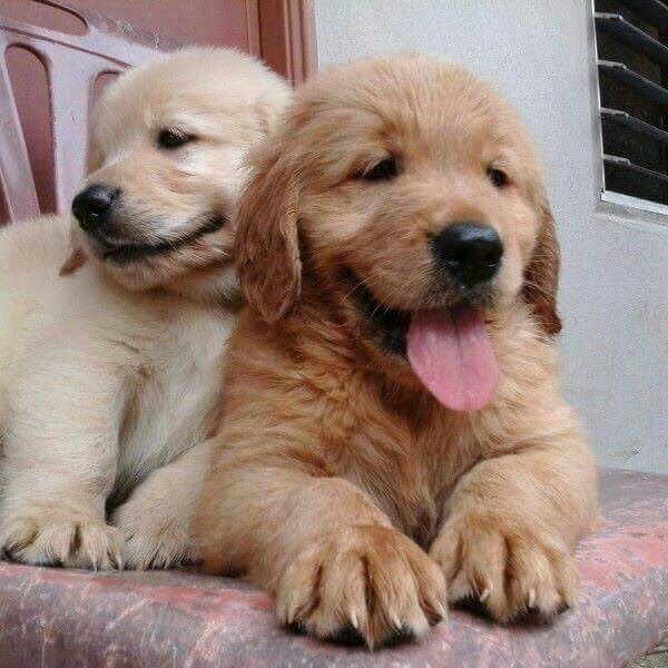 GOLDEN RETRIEVER LINDOS FILHOTES