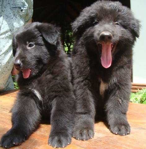 PASTOR BELGA GROENENDAEL LINDOS FILHOTES