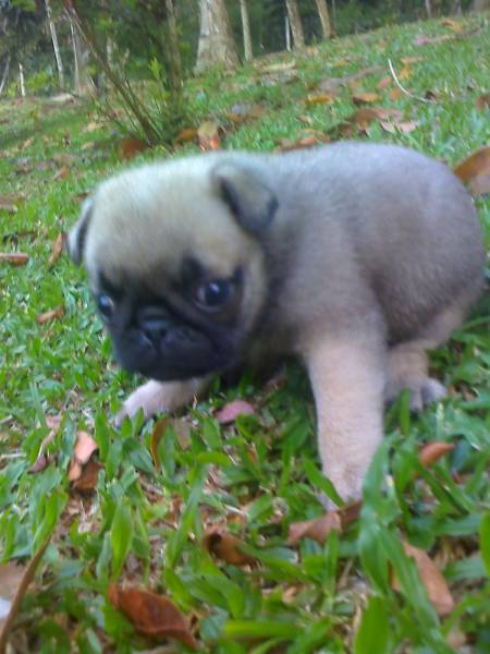 PUG LINDOS FILHOTES