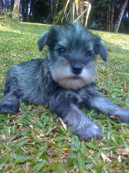 SCHNAUZER MINIATURA SAL E PIMENTA LINDOS FILHOTES