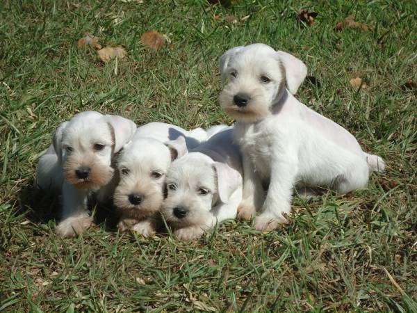 SCHNAUZER MINIATURA BRANCO LINDOS FILHOTES