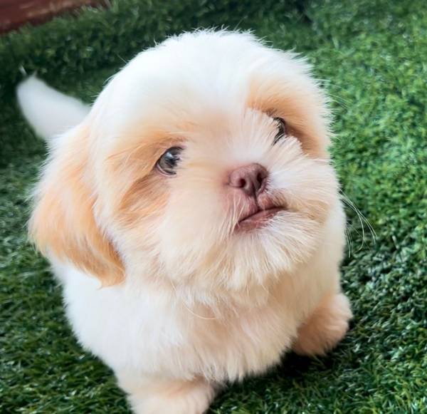 SHIHTZU LINDOS FILHOTES