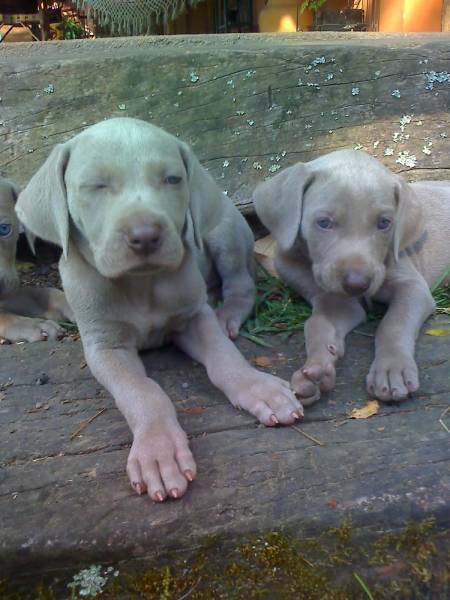 WEIMARANER LINDOS FILHOTES