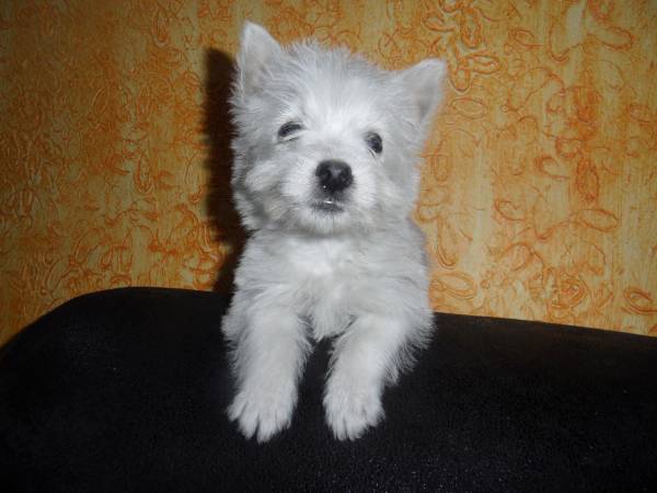 WEST TERRIER LINDOS FILHOTES