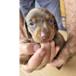 Dachshund ESTAMOS COM GRANDE VARIEDADE DE TECKELS CES PARA CLIENTES EXIGENTES POIS SO CRIADOS POR VET