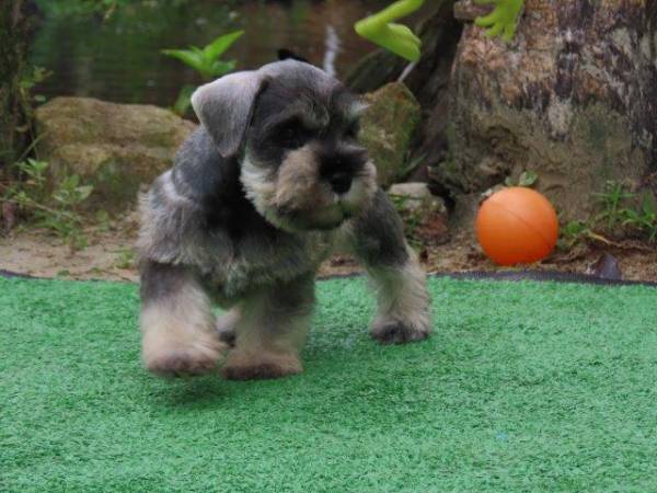 Schnauzer Miniatura Macho J castrado Tajj Mahall lindssimo