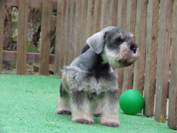 Schnauzer Miniatura Macho J castrado Tajj Mahall lindssimo