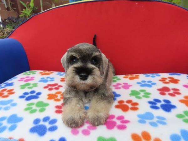 Schnauzer Miniatura Macho J castrado Tajj Mahall lindssimo