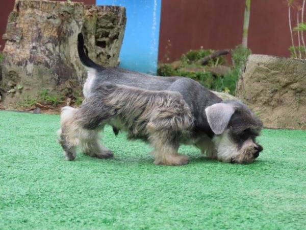 Schnauzer Miniatura Macho J castrado Tajj Mahall lindssimo