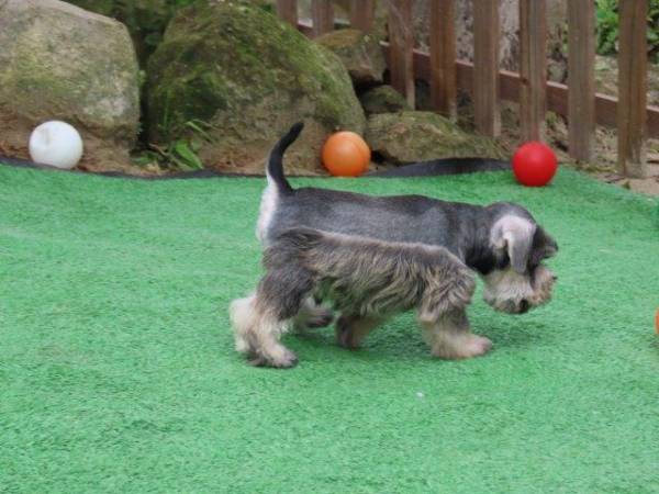 Schnauzer Miniatura Macho J castrado Tajj Mahall lindssimo