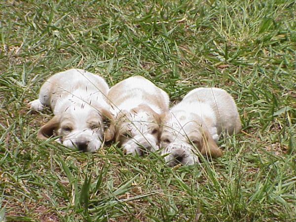 BASSET HOUND LINDOS FILHOTES