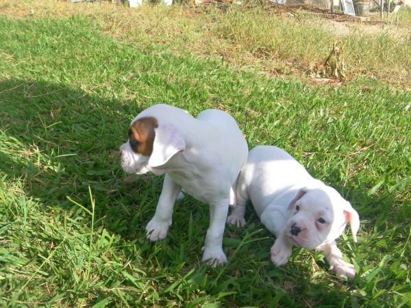 BOXER LINDOS FILHOTES