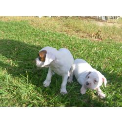 Boxer BOXER LINDOS FILHOTES