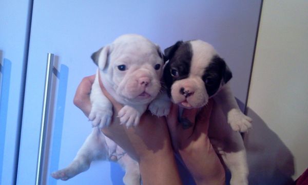 BULLDOG FRANCS LINDOS FILHOTES