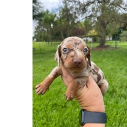 Dachshund REALIZE AINDA ESTE ANO O SONHO DO SEU TECKEL CES EM TODAS AS COTES CRIADOS POR MDICA VET