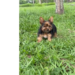 Yorkshire Terrier REALIZE AINDA ESTE ANO O SONHO DE TER O SEU YORKSHIRE CES LINDOS CRIAO VET