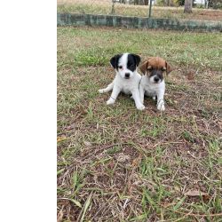 Jack Russel Terrier REALIZE AINDA ESTE ANO O SONHO DE TER O SEU JACK RUSSEL CRIAO VET