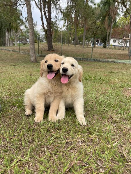 FILHOTES DE GOLDEN RETRIEVER ORIUNDOS DE CRIAO VETERINRIA