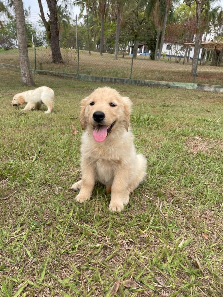 FILHOTES DE GOLDEN RETRIEVER ORIUNDOS DE CRIAO VETERINRIA