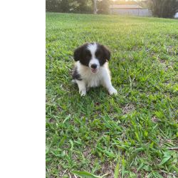 Border Collie DEIXE NOSSOS FILHOTES DE BORDER COLLIE FAZEREM PARTE DA SUA FAMLIA CES INCRVEIS CRIAO VET So Paulo So Paulo