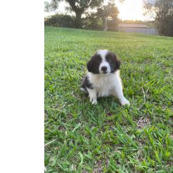 Border Collie BORDERS NAS MAIS EXTICAS CORES VENHA CONHECER NOSSO TRABALHO CANIL ABERTO PARA VISITA So Paulo So Paulo