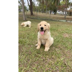 Golden Retriever VENHA CONHECER O SEU GOLDEN PESSOALMENTE CANIL ABERTO PARA VISITAO So Paulo So Paulo