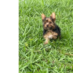 Yorkshire Terrier REALIZE COM A GENTE O SONHO DE TER O SEU YORKSHIRE CES INCRVEIS CRIAO VETERINRIA So Paulo So Paulo