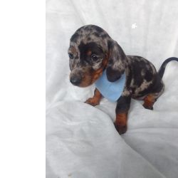 Dachshund FILHOTE DE BASSET TECKEL MACHO ALERQUIN