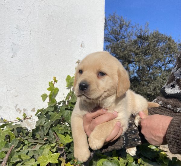 Labradores