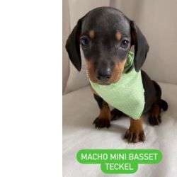 Dachshund FILHOTE DE BASSET TECKEL MACHO LRETO E CANELA