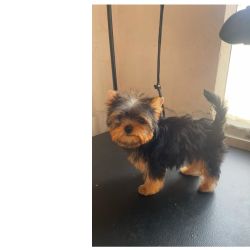 Yorkshire Terrier Yorkshire filhote fmea