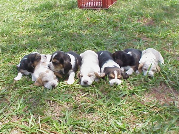 BASSET HOUND LINDOS FILHOTES